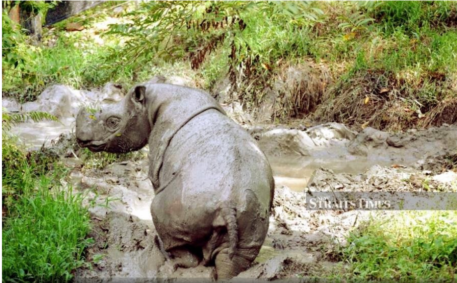 Malaysia is in danger of losing Tam, its last male Sumatran rhinoceros. Pic by NSTP/ROY GOH
