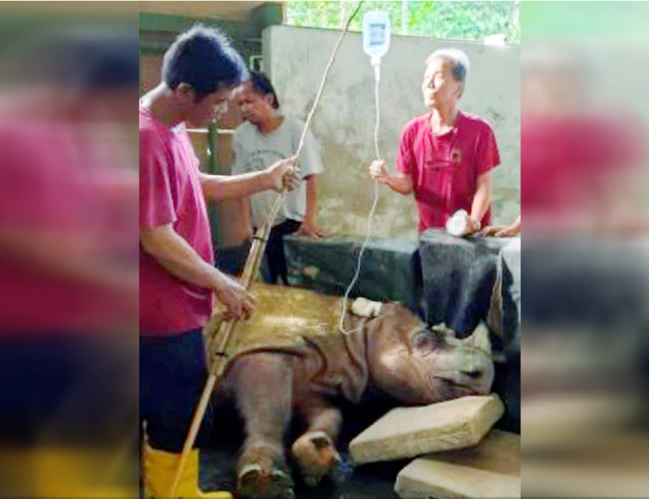 Malaysia's last remaining male Sumatran rhinoceros, affectionately called Tam, has died today. (NSTP/COURTESY OF SABAH WILDLIFE DEPARTMENT)